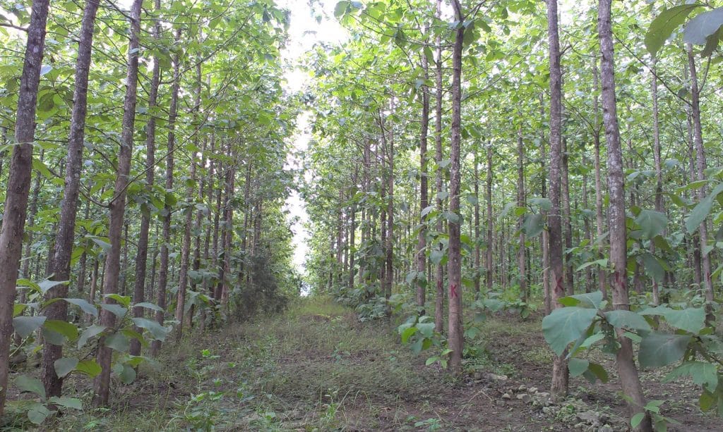 Small Deforestations We Should All Recognize