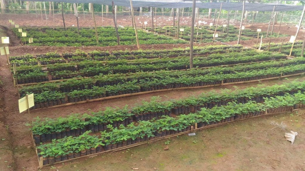 Trees4Trees To Produce 100.000 Seedlings In 2016