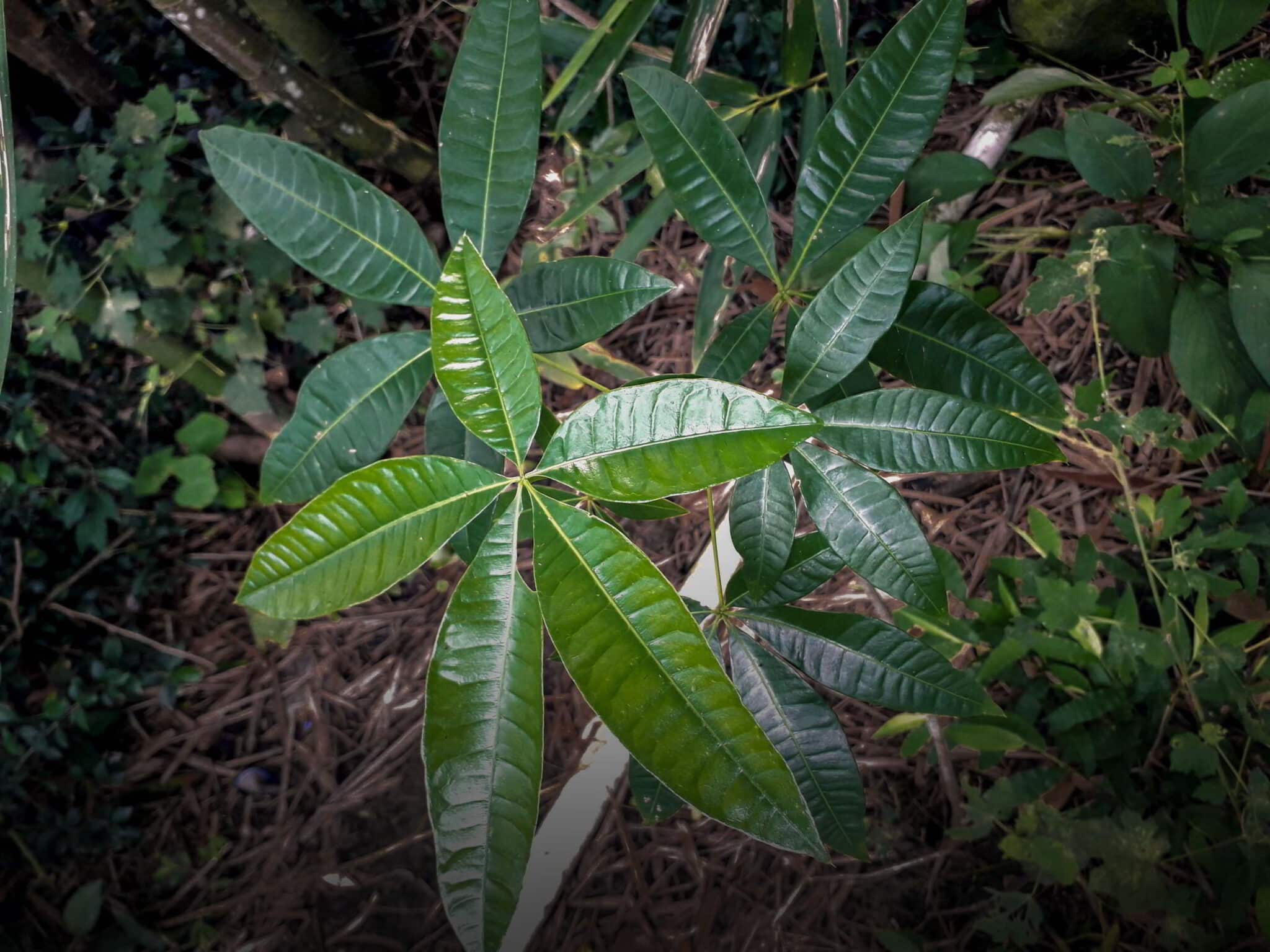 Money Tree is a tropical tree that is commonly grown as a houseplant. They are also known to bring good luck and prosperity to its owner. Its raw seed tastes like peanuts, when roasted tastes like cocoa, and when fried in oil it has the flavour of chestnuts.