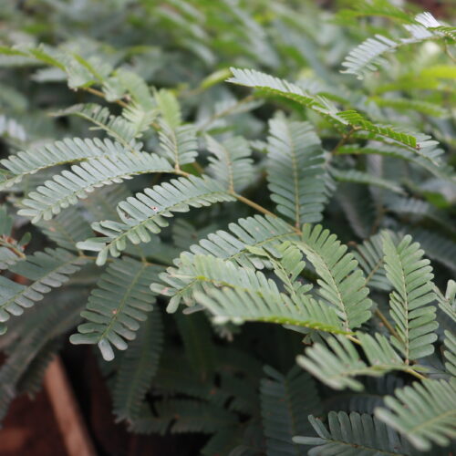 Stinky Beans Parkia speciosa (2)