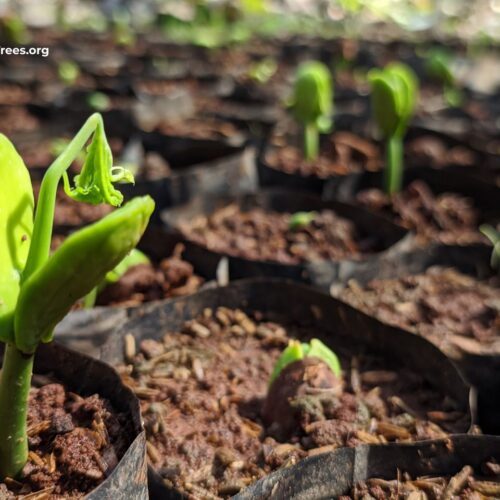 Stinky Beans Parkia speciosa (3)