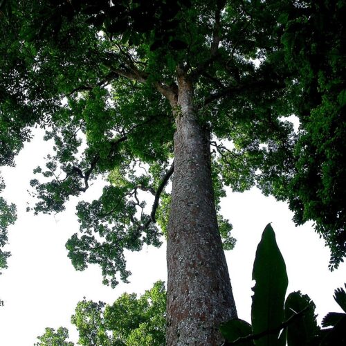 Altingia excelsa (3)