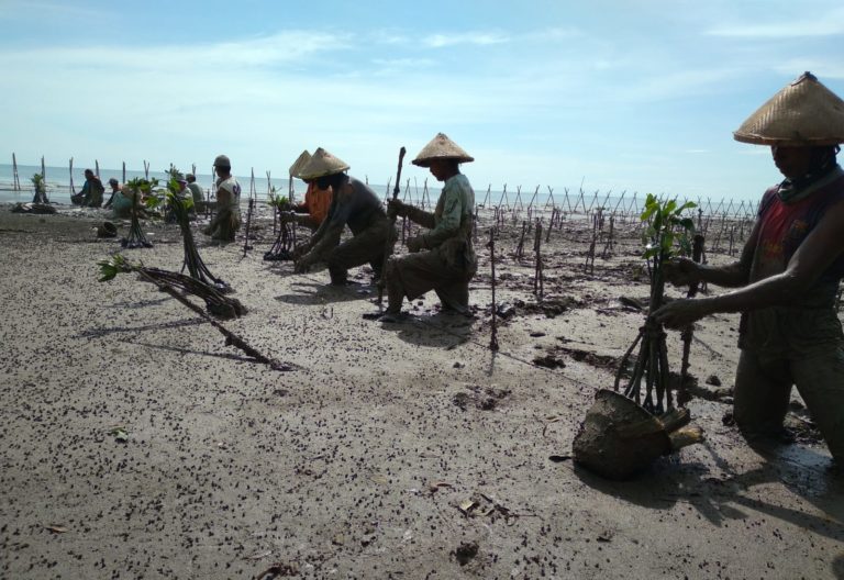 Trees4Trees has been working with local communities to replant mangroves in Central Java