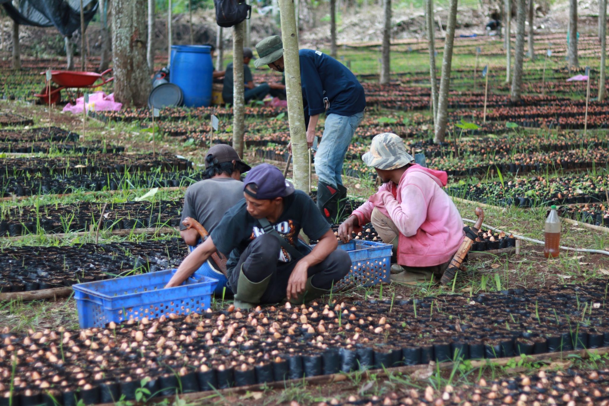 Nursery Highlights: Seedlings Preparation at West Java Nurseries