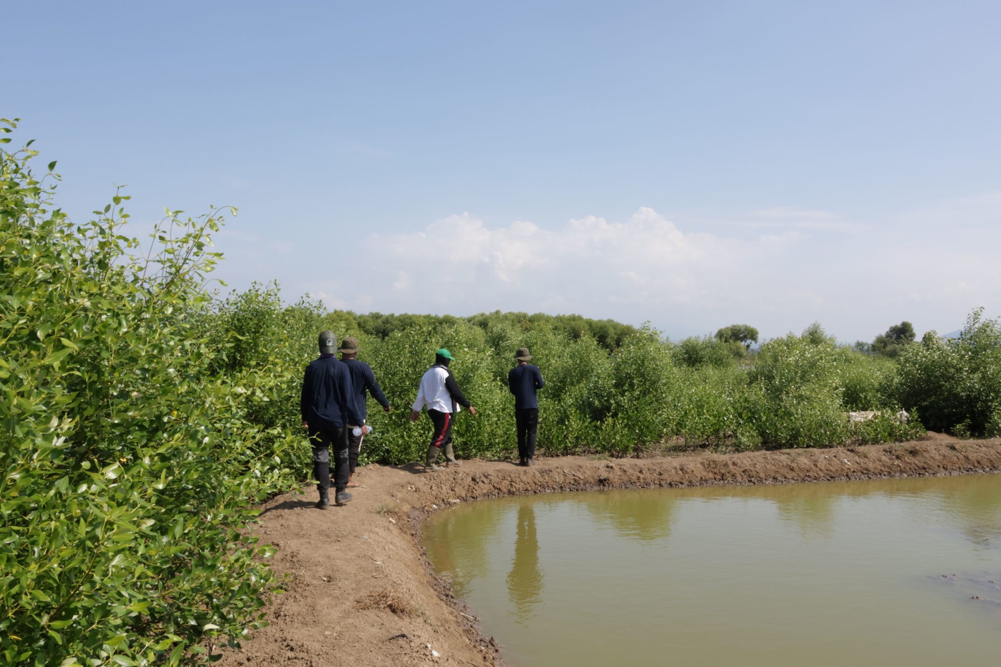 (Above) A Trees4Trees mangrove project planted in 2021 