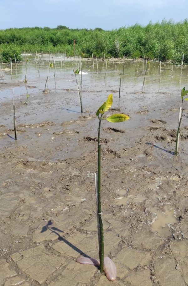 A sea cucumber and mangrove seedling in Dukuhseti coastal area, Pati.