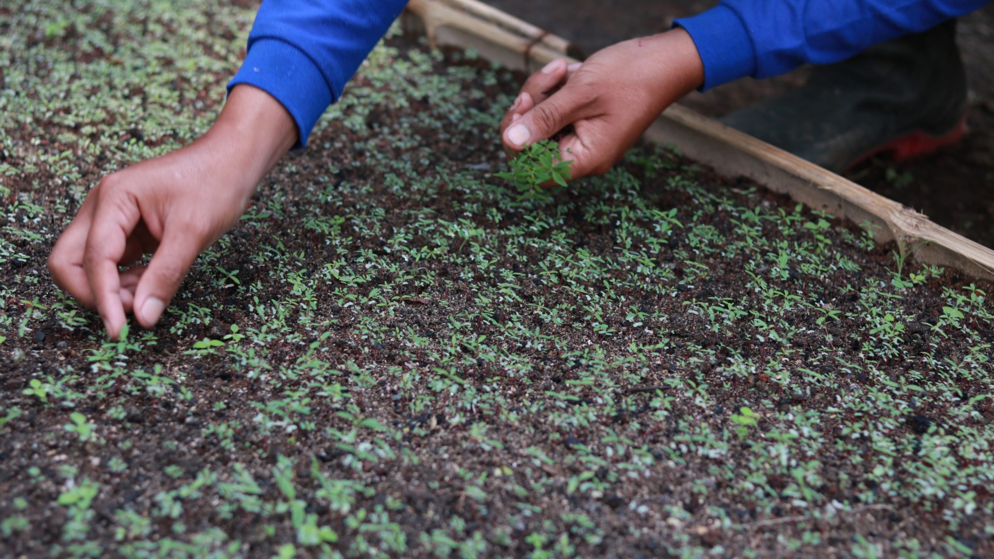 Nursery Highlights: Witness the Flourishing Journey of Seedlings
