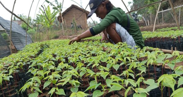 Nursery Highlights: Growing Multi-purpose Trees Species