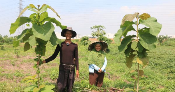 Green Journey; Reforestation_urban forest_trees4trees
