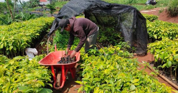 Nursery Highlight: Tree-seedlings Distribution in West Java