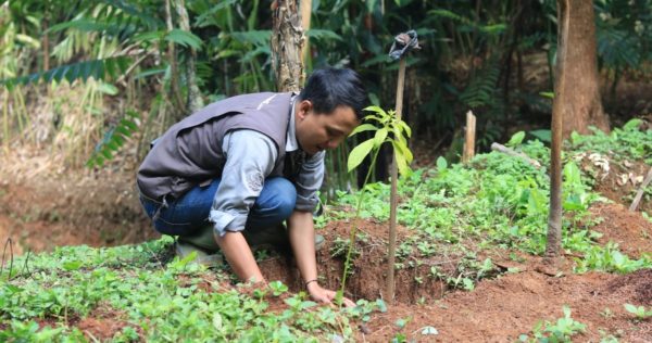 planting Tree