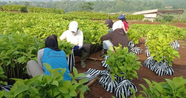 Nursery Highlight: Tree-seedlings Distribution in West Java