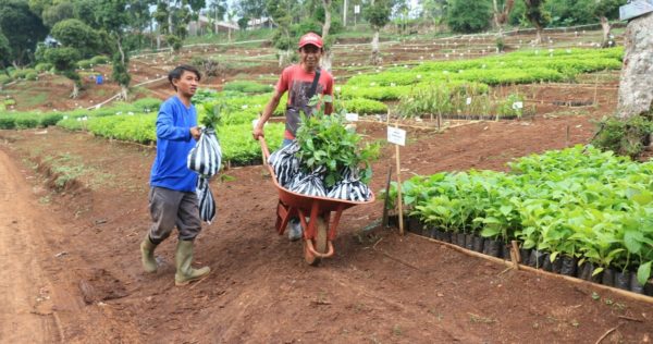 Nursery Highlight: Tree-seedlings Distribution in West Java