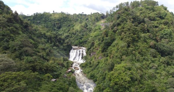 Learning Love from Trees