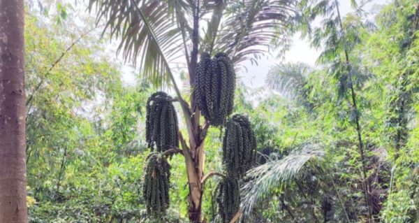 Conserve Water trees