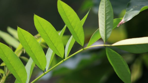 10 Iconic Flora & Fauna of the Citarum River Basin