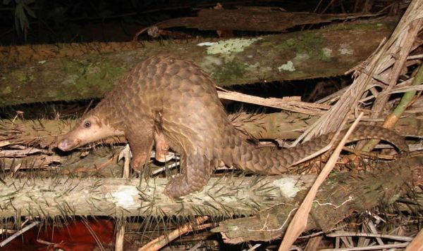 Sunda pangolin (Trenggiling)