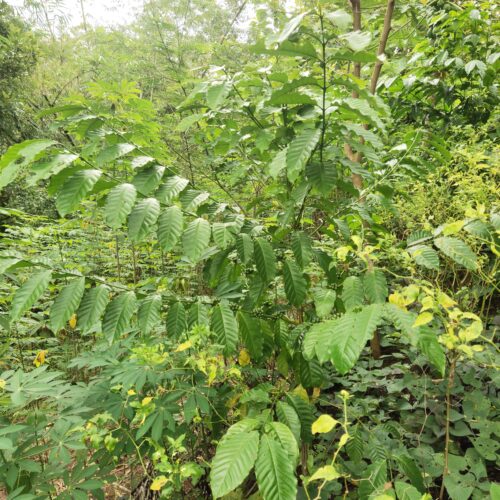 module:29facing:0; ?hw-remosaic: 1; ?touch: (0.48055556, 0.48055556); ?modeInfo: ; ?sceneMode: Auto; ?cct_value: 6000; ?AI_Scene: (-1, -1); ?aec_lux: 242.65334; ?hist255: 0.0; ?hist252~255: 0.0; ?hist0~15: 0.0; ?module:29facing:0;
hw-remosaic: 1;
touch: (0.48055556, 0.48055556);
modeInfo: ;
sceneMode: Auto;
cct_value: 6000;
AI_Scene: (-1, -1);
aec_lux: 242.65334;
hist255: 0.0;
hist252~255: 0.0;
hist0~15: 0.0;