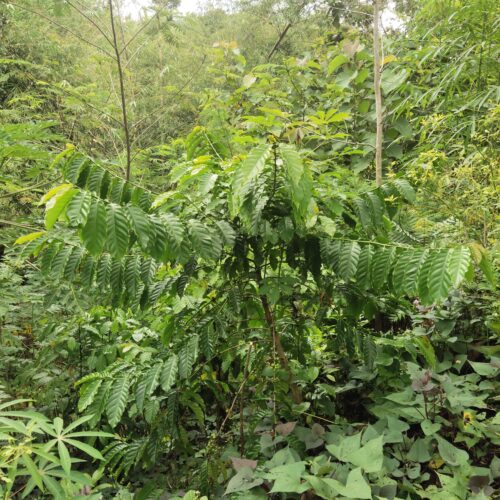 module:29facing:0; ?hw-remosaic: 1; ?touch: (0.49722221, 0.49722221); ?modeInfo: ; ?sceneMode: Auto; ?cct_value: 6000; ?AI_Scene: (-1, -1); ?aec_lux: 221.54764; ?hist255: 0.0; ?hist252~255: 0.0; ?hist0~15: 0.0; ?module:29facing:0;
hw-remosaic: 1;
touch: (0.49722221, 0.49722221);
modeInfo: ;
sceneMode: Auto;
cct_value: 6000;
AI_Scene: (-1, -1);
aec_lux: 221.54764;
hist255: 0.0;
hist252~255: 0.0;
hist0~15: 0.0;