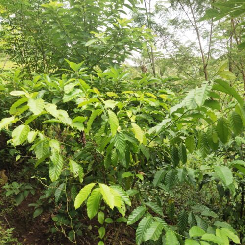 module:29facing:0; ?hw-remosaic: 1; ?touch: (0.53518516, 0.53518516); ?modeInfo: ; ?sceneMode: Auto; ?cct_value: 6100; ?AI_Scene: (-1, -1); ?aec_lux: 253.85263; ?hist255: 0.0; ?hist252~255: 0.0; ?hist0~15: 0.0; ?module:29facing:0;
hw-remosaic: 1;
touch: (0.53518516, 0.53518516);
modeInfo: ;
sceneMode: Auto;
cct_value: 6100;
AI_Scene: (-1, -1);
aec_lux: 253.85263;
hist255: 0.0;
hist252~255: 0.0;
hist0~15: 0.0;