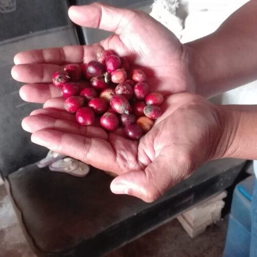 Robusta Coffee Tree (6)