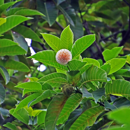 Burflower Tree (Jabon)