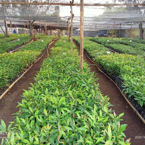 Clove (Cengkeh) Slide 6_