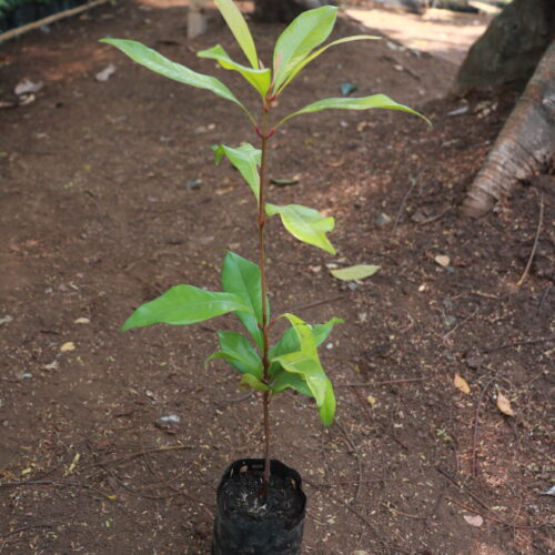 Clove (Cengkeh) Slide 7_