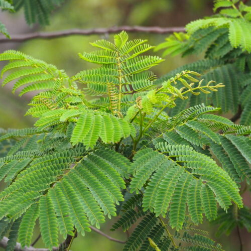 Moluccan Albizia