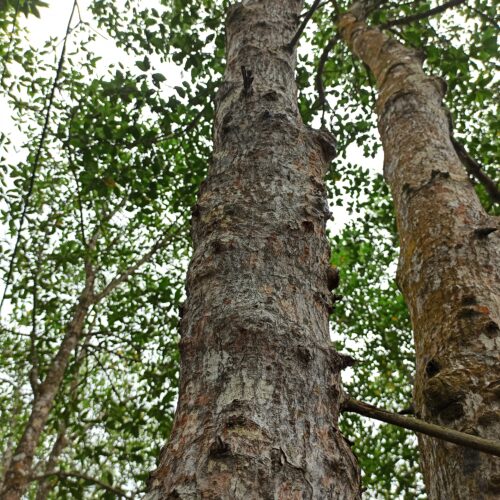 Rhizopora Apiculata (1)