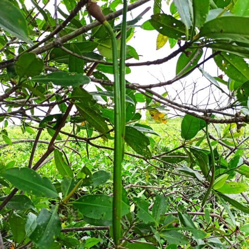 Rhizopora Apiculata (11)