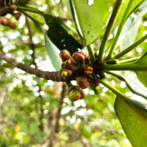 Rhizopora Apiculata (12)