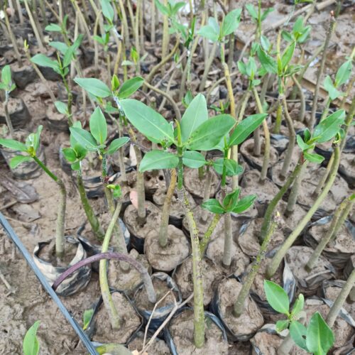 Rhizopora Apiculata (2)