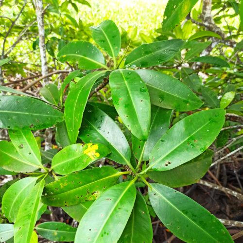 Rhizopora Apiculata (5)