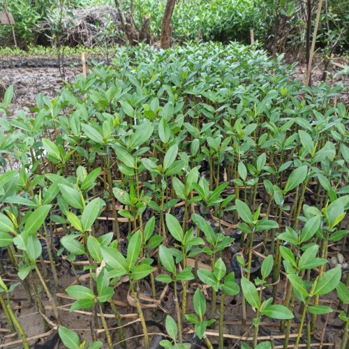 Rhizopora Apiculata (7)