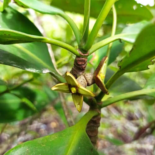 Rhizopora Apiculata (9)