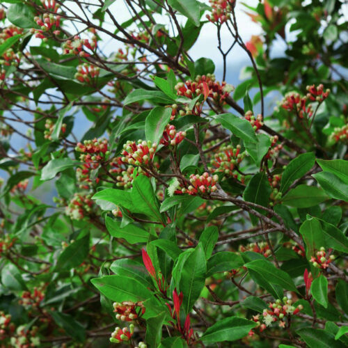 flowering-clove-tree