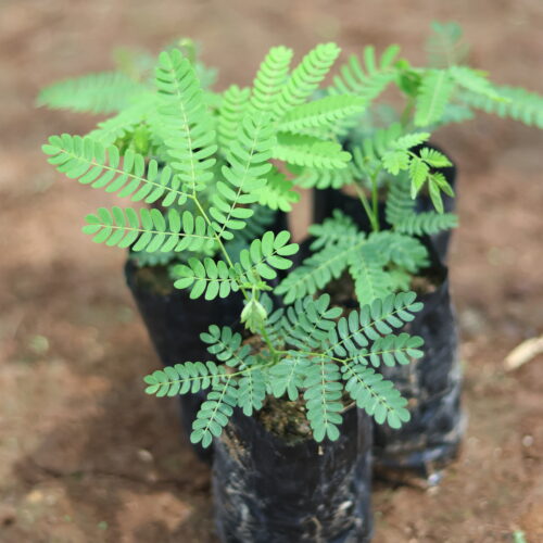 moluccan albizia (2)