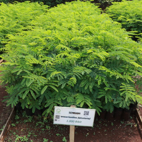 moluccan albizia (3)