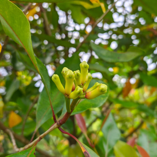 vecteezy_close-up-photo-of-cloves-on-the-tree_30906067