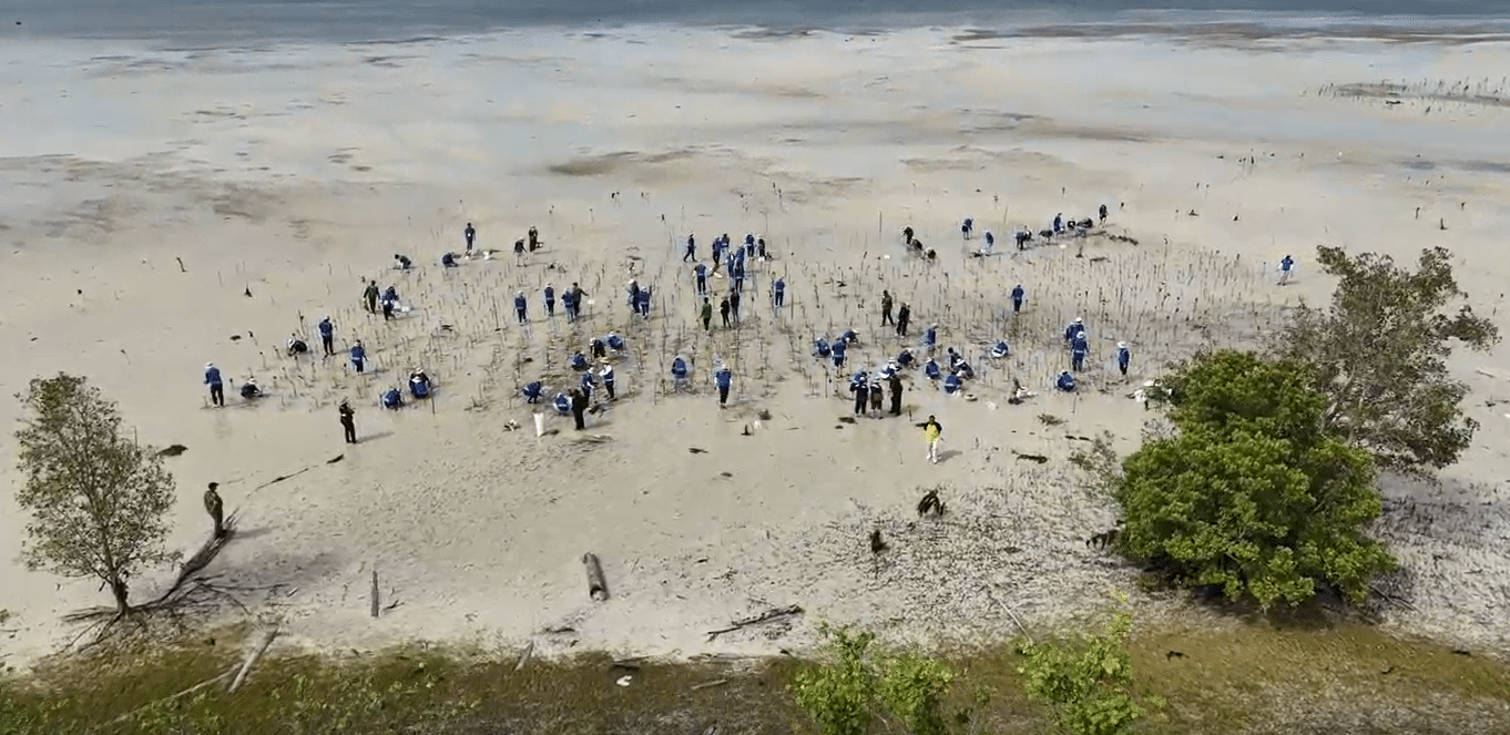 Restoring mangrove