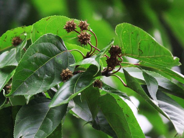 Altingia excelsa (1)