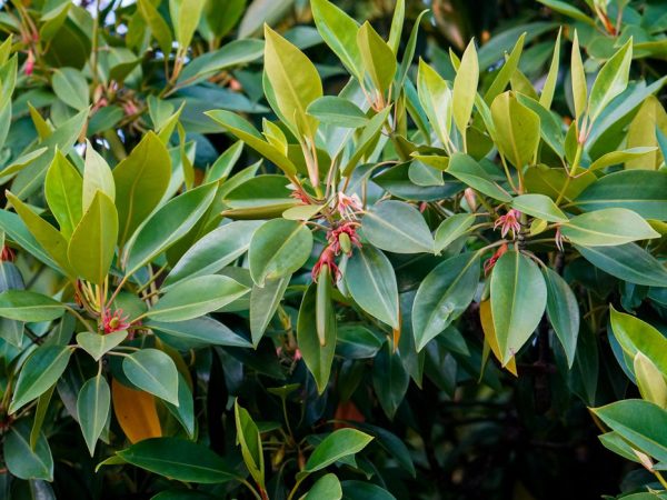 Bruguiera gymnorrhiza