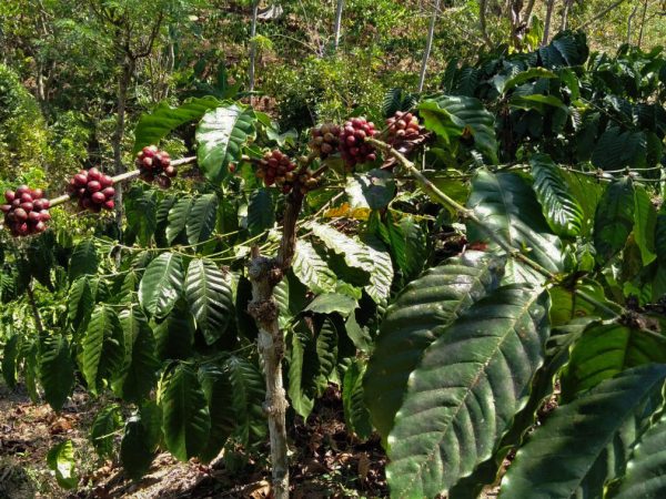 Robusta Coffee Tree (2)
