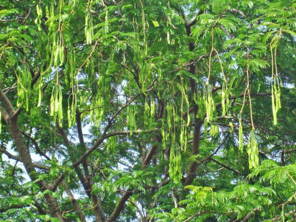 Stinky Beans Parkia speciosa