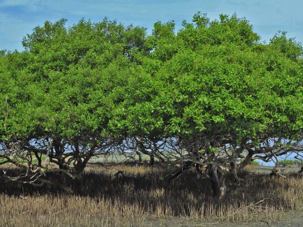 avicennia marina