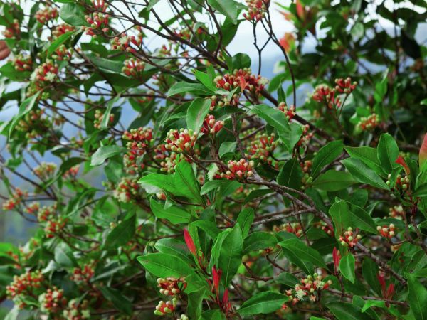flowering-clove-tree